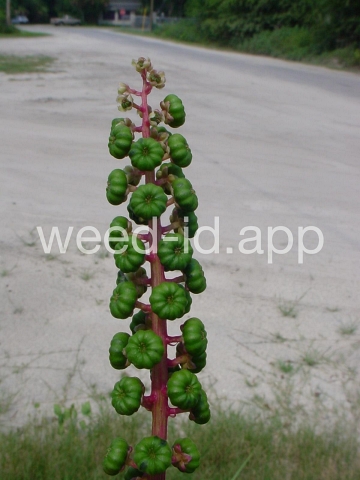 pokeweed, common